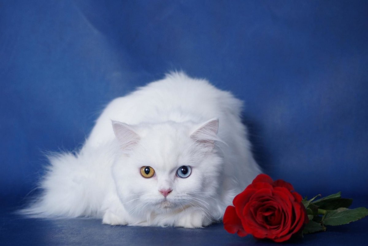 Шотландская прямоухая кошка белая длинношерстная