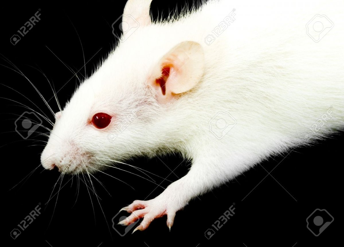 Белая крыса с пятнами