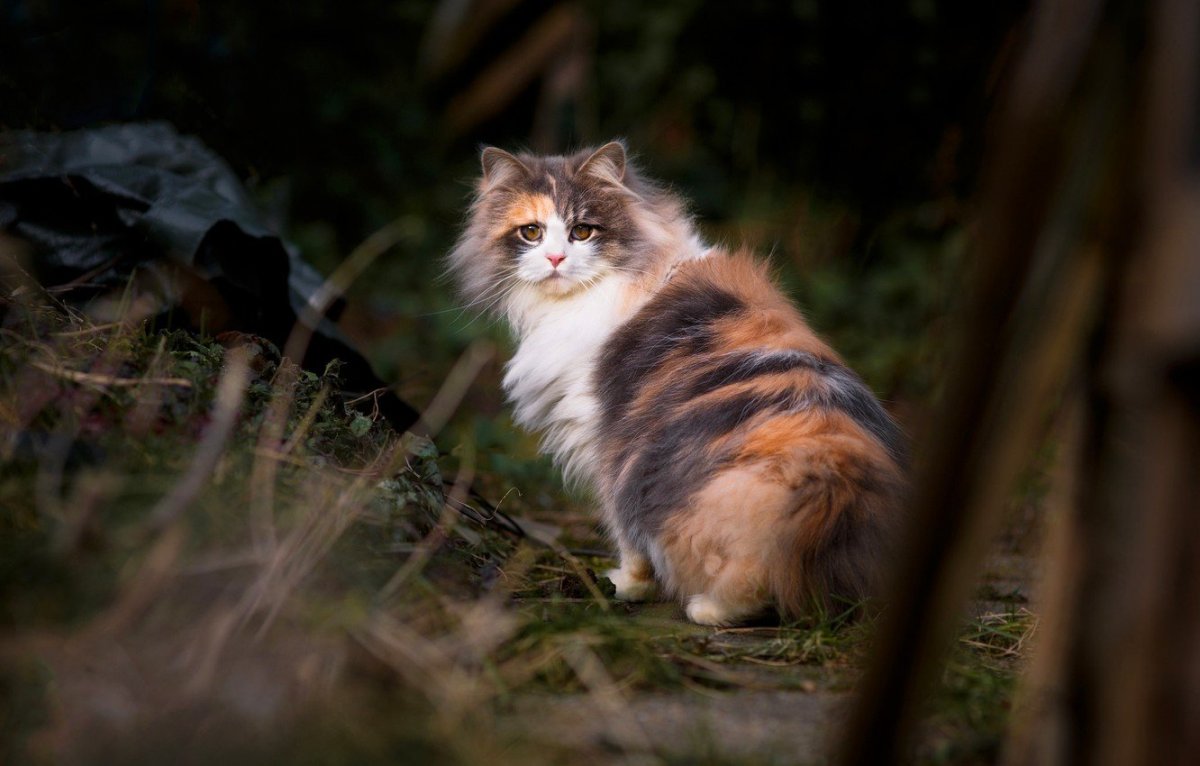 Сибирская трехшерстная кошка