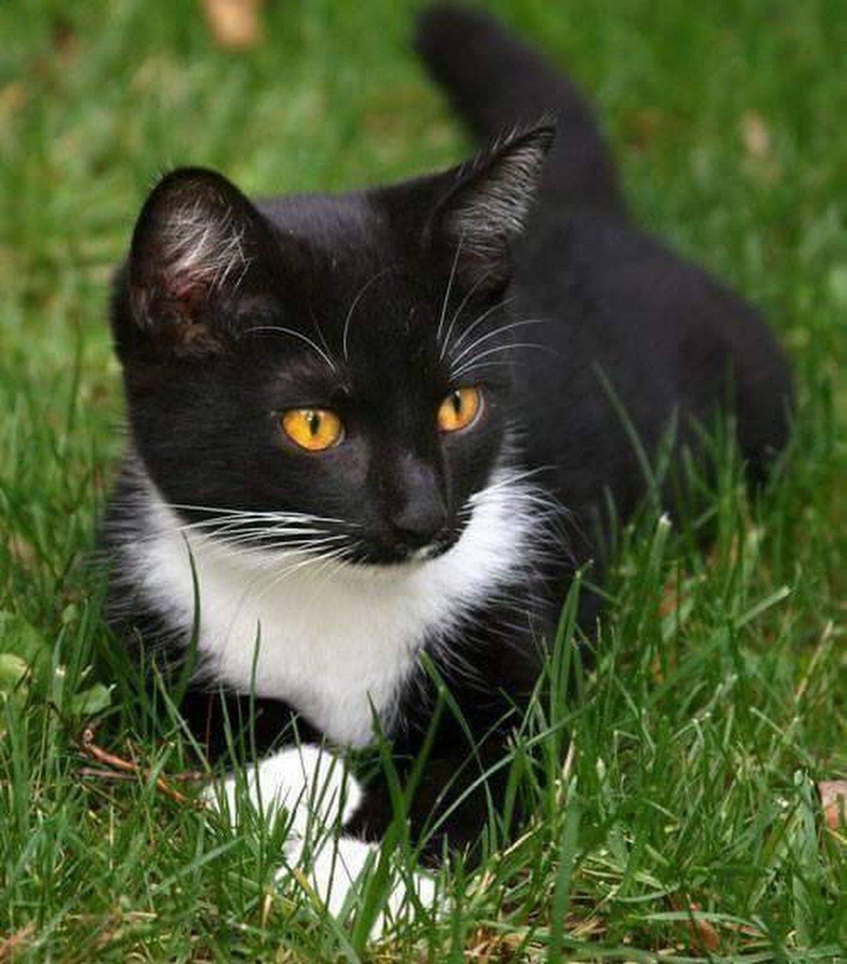 Черно белый кот окрас. Тукседо кот порода. Tuxedo порода кошек. Такседо порода кошек. Окрас Такседо у кошек.