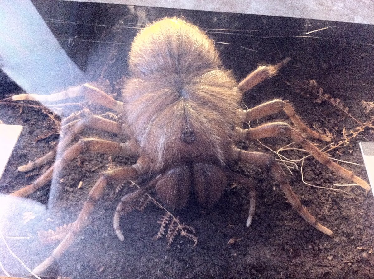Предки паукообразных. Мегарахна паук доисторический. Самый большой паук. Древний гигантский паук.