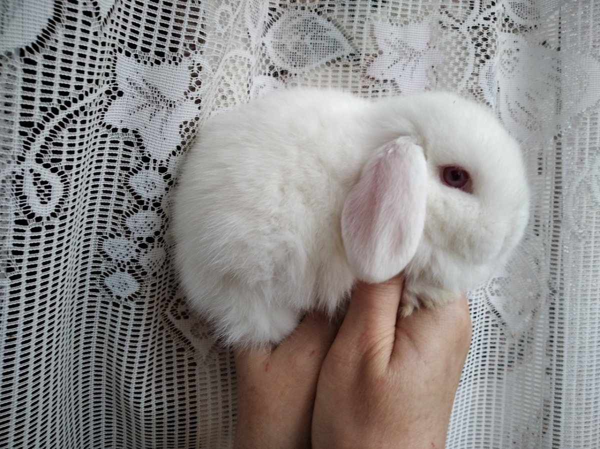 Белые вислоухие бараны