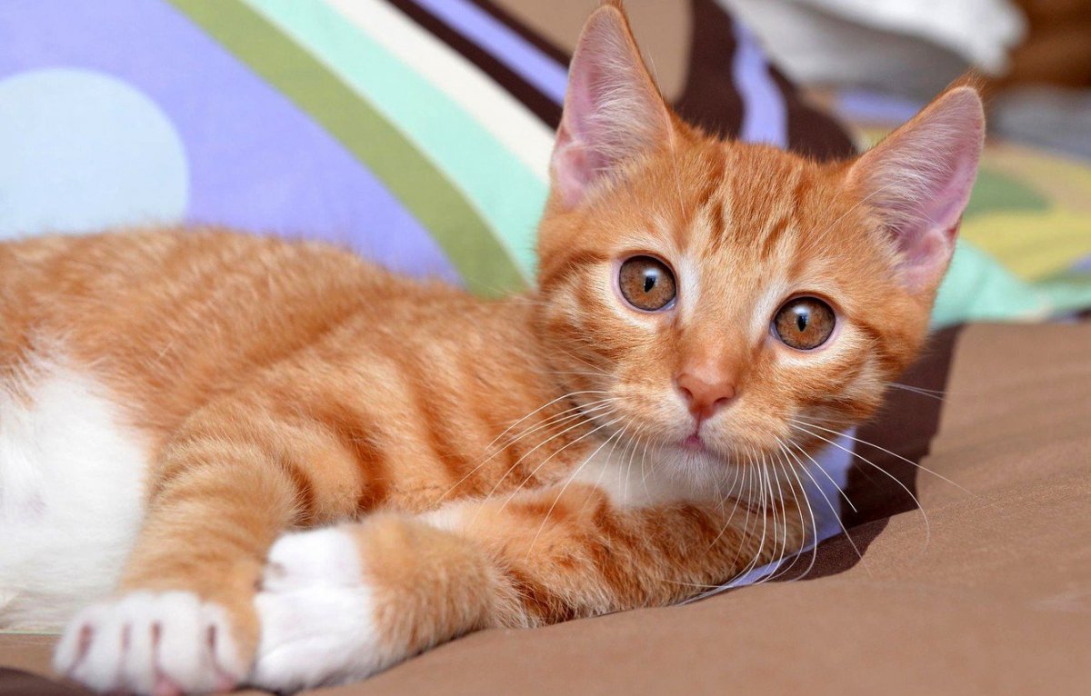 Рыжие породы кошек с фотографиями и названиями гладкошерстные