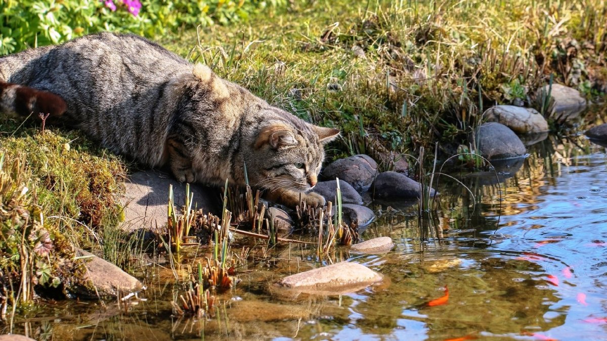 Кот с рыбой в зубах