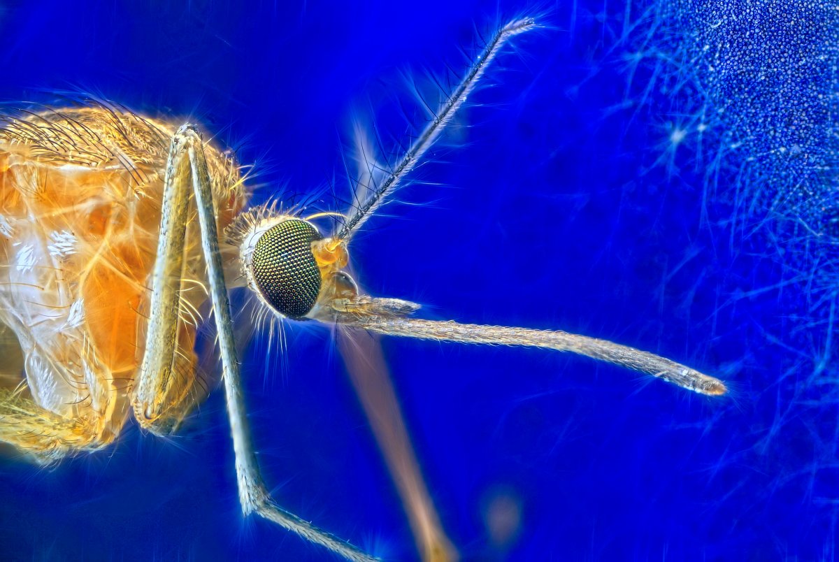 Как выглядит комар под микроскопом фото
