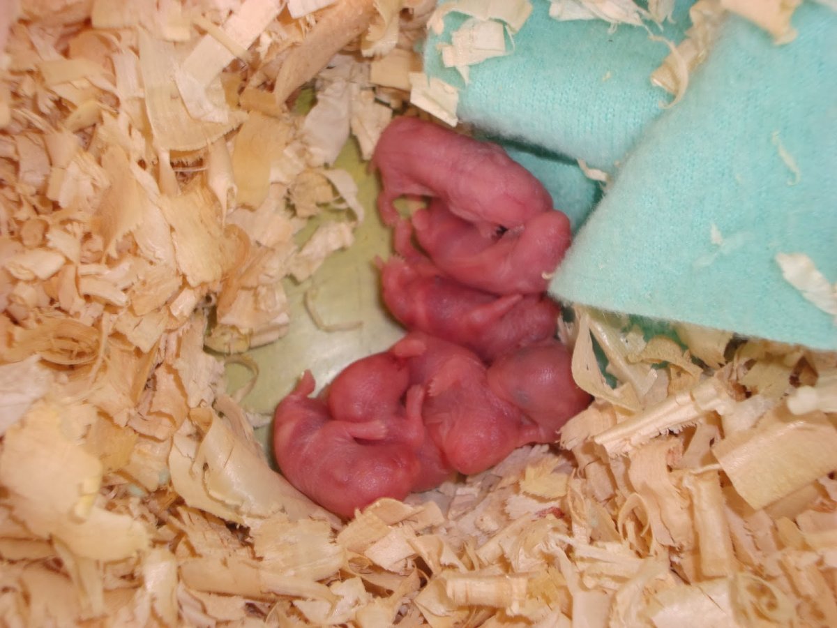 Хомячка рожает. Новорожденные хомяки джунгарик. Новорожденные джунгарские хомячки. Новорожденные хомячки джунгарики. Роды хомяков джунгариков.