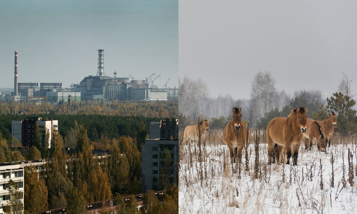 Коровы Чернобыля одичавшие