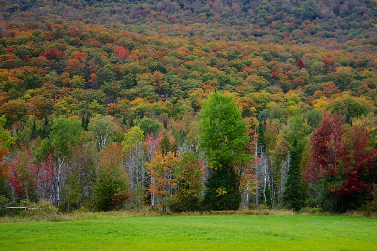 Смешанные леса и широколиственные леса плодородие. Штат Вермонт. Штат Вермонт лес. Широколиственные леса Северной Америки. Штат Вермонт природа.