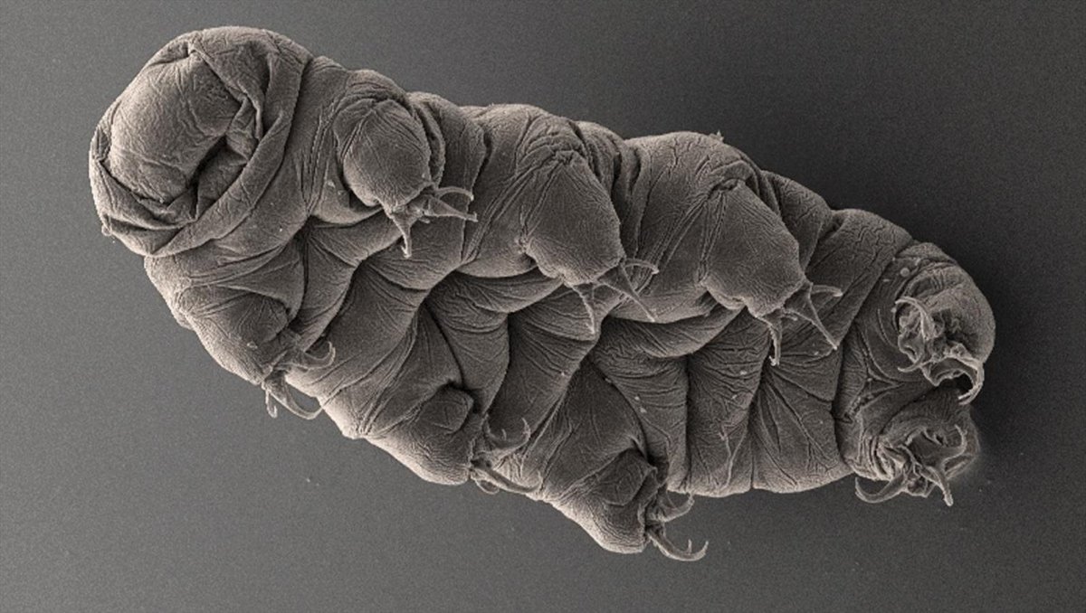 Блоха фото крупным планом под микроскопом