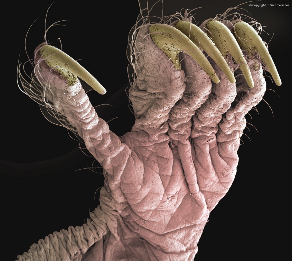 Самые страшные насекомые под микроскопом