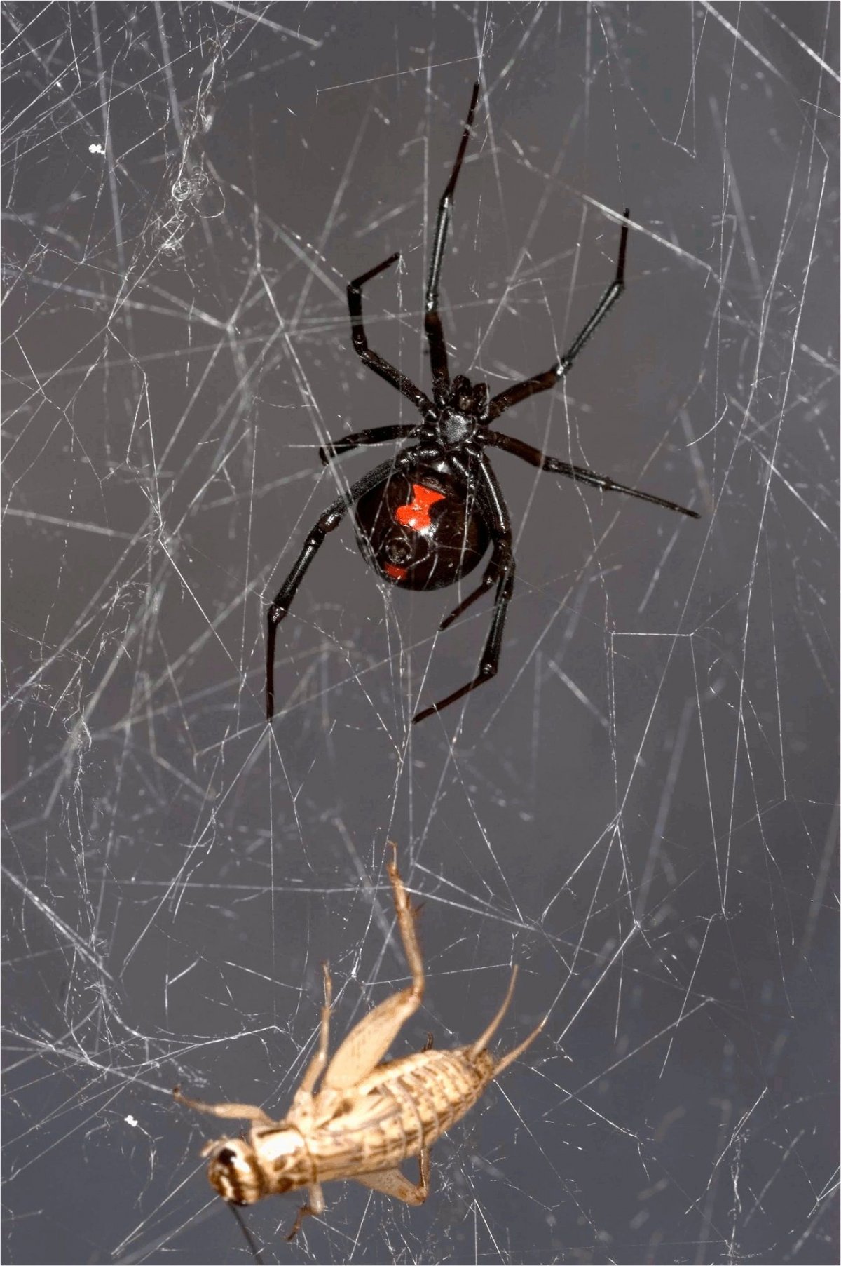 Опасные пауки ленинградской области