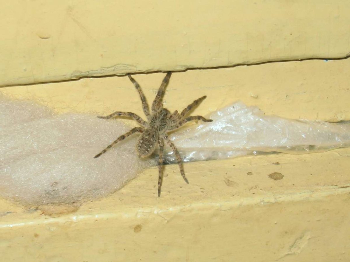 Большой паук в Башкирии