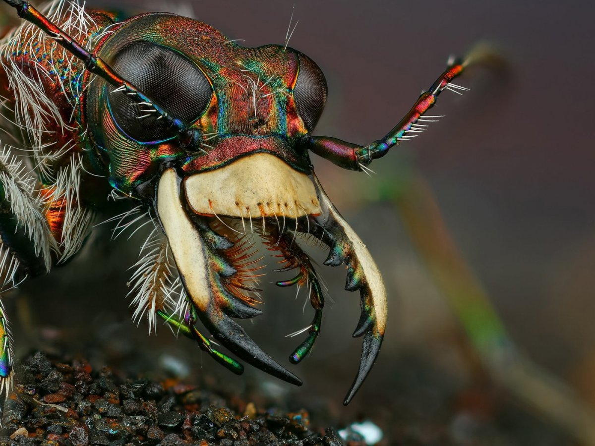 Австралийская сколопендра