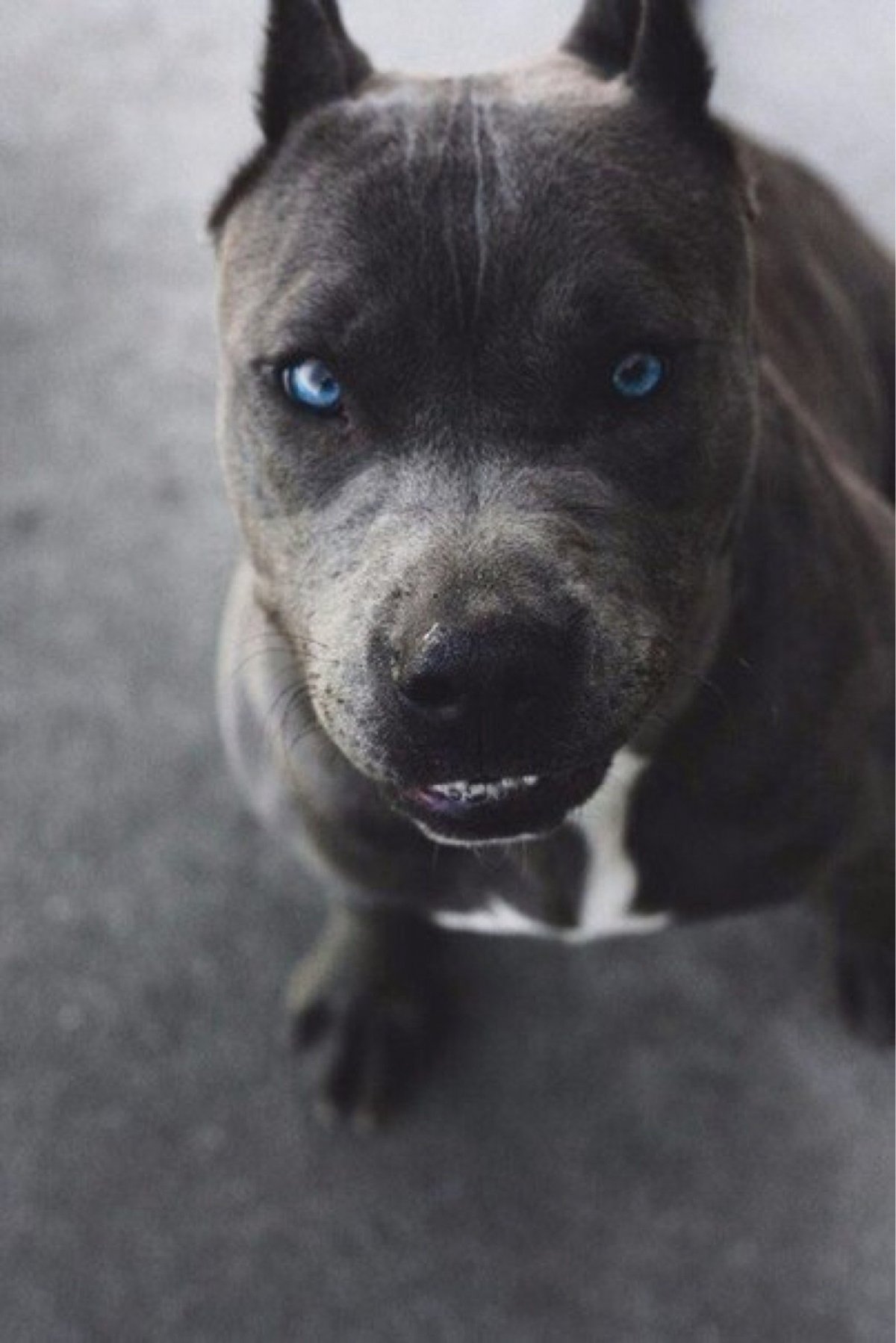 Черный питбуль с голубыми глазами фото