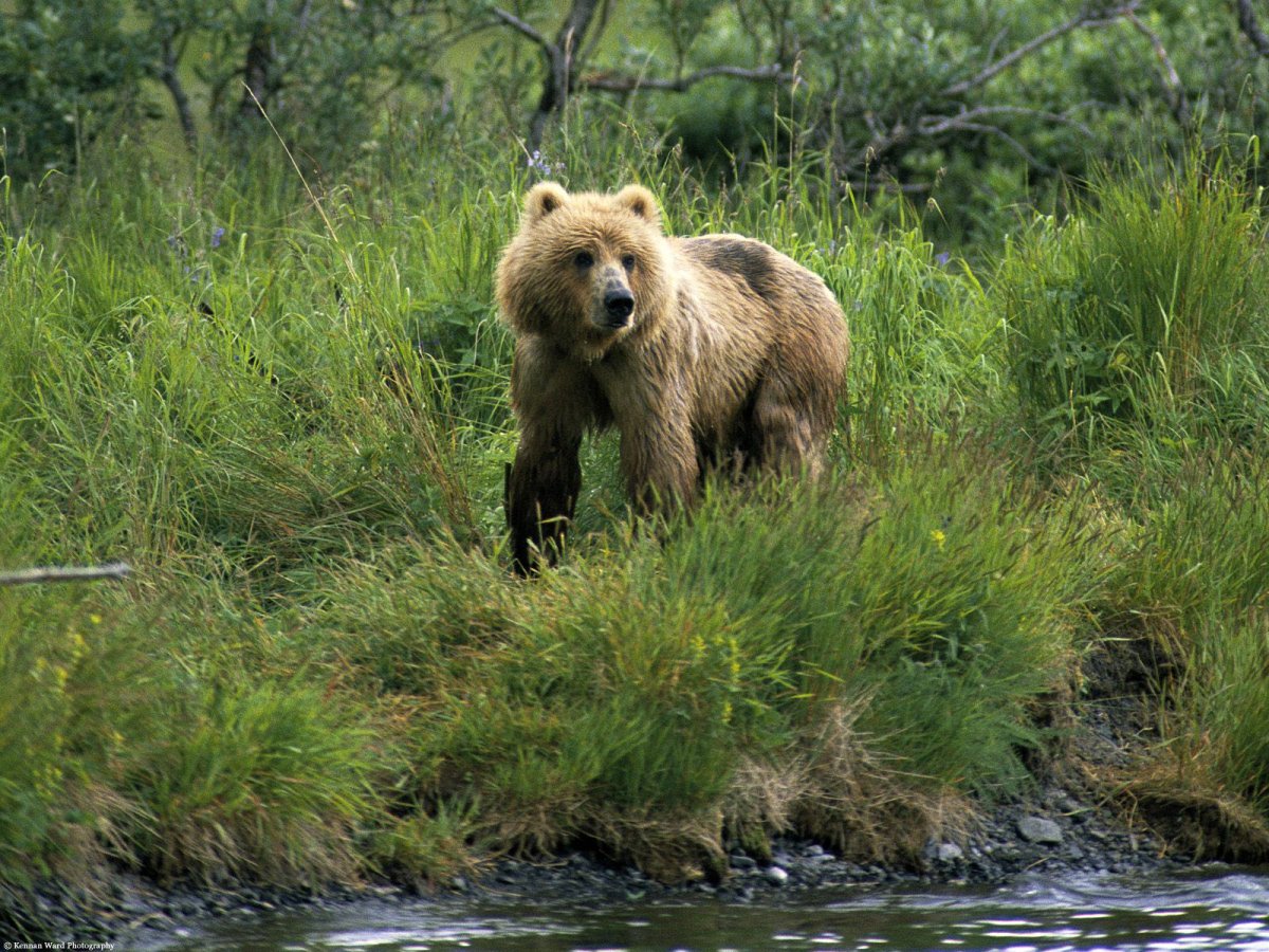 Медведи в болоте. Бурый медведь в Удмуртии. Степной бурый медведь. Дикие животные Удмуртии. Медведь фото.