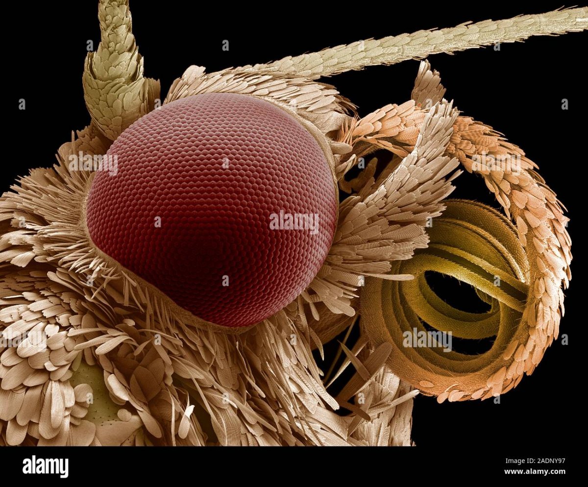 Мошка гнус фото под микроскопом