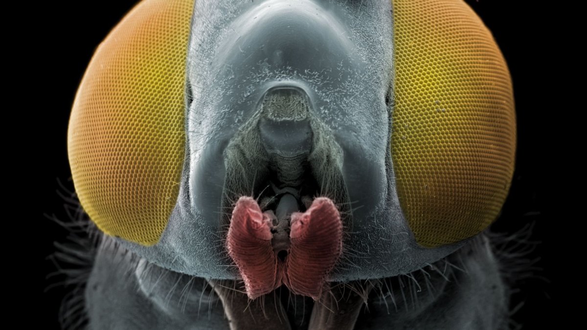 Мошка гнус фото под микроскопом