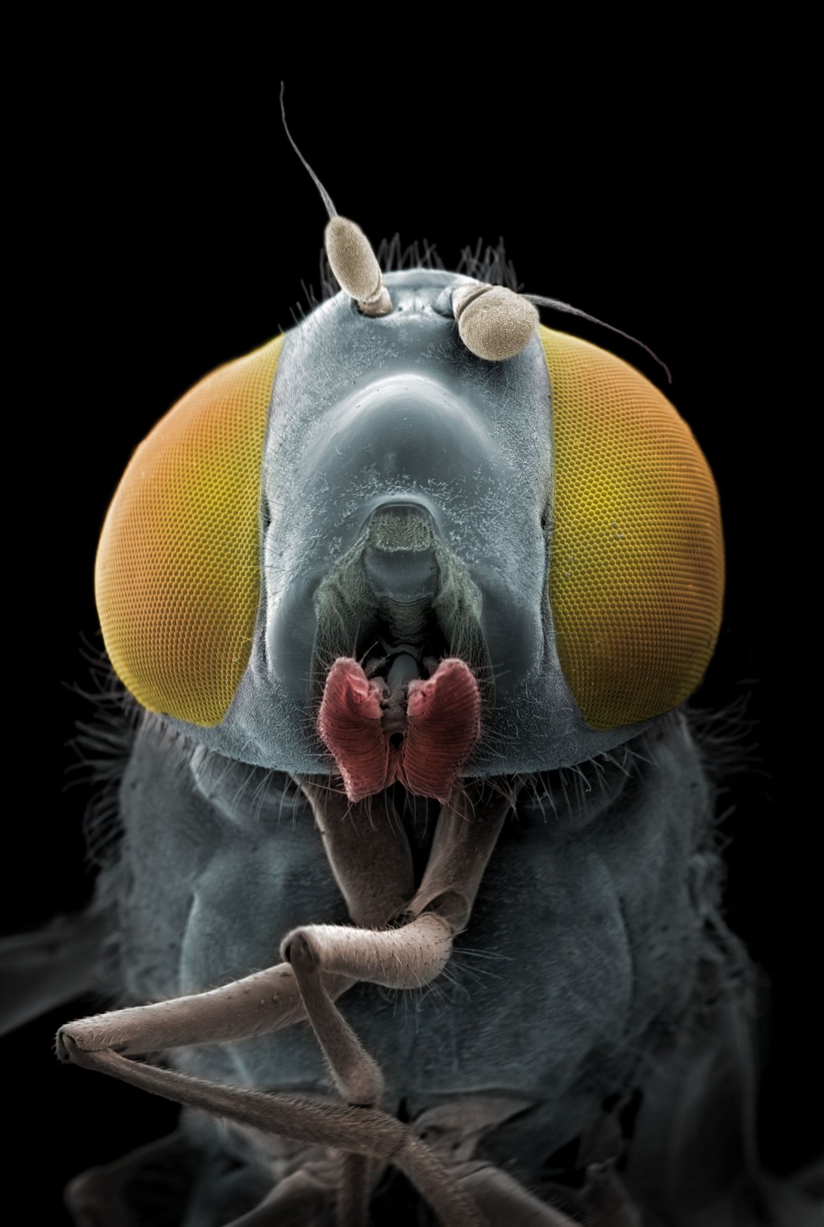 Гнус под микроскопом фото челюсти