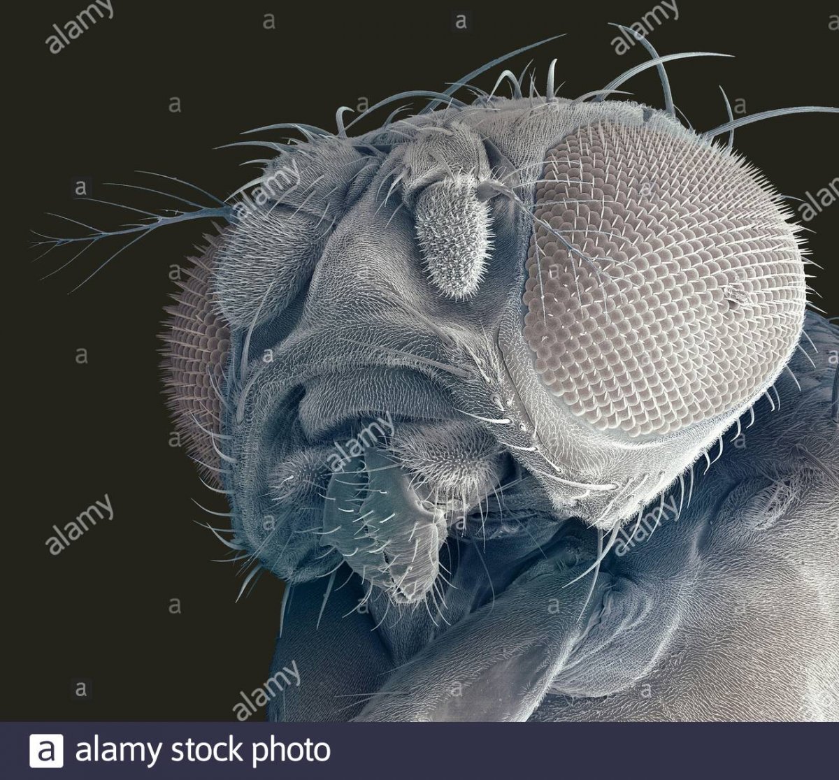 Астраханская мошка под микроскопом