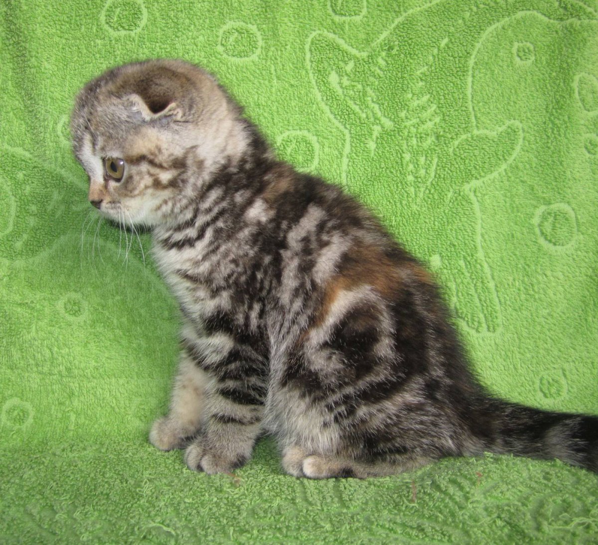 Метис шотландской кошки