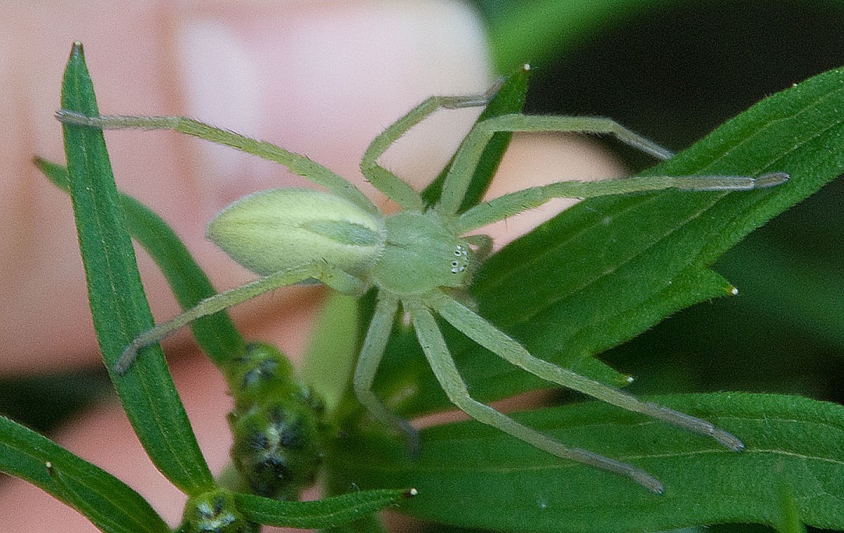 Зеленый паук на урале фото