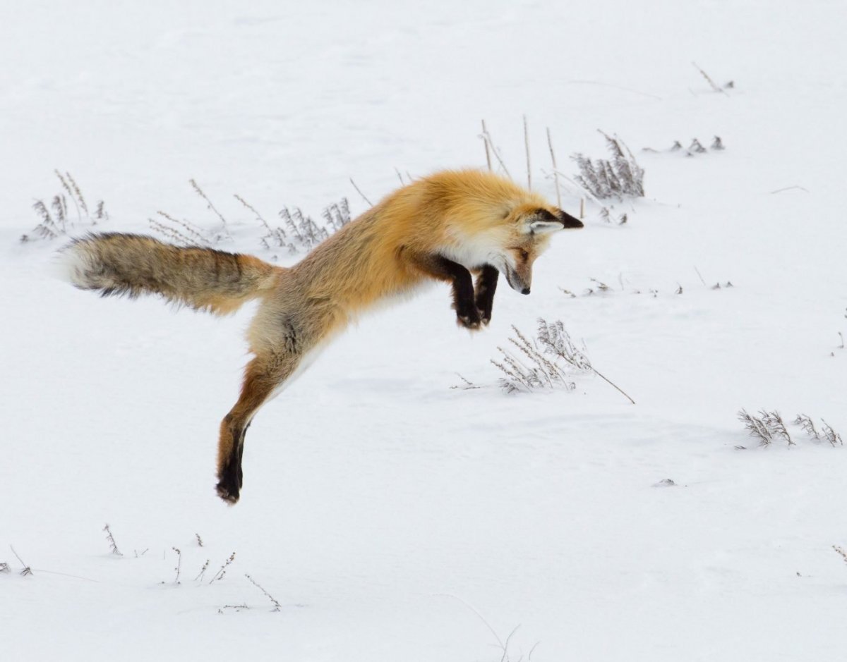 Мышкует это. Лиса охотится. Лиса охотится в снегу. Лиса мышкует зимой. Лисичка охотится зимой.