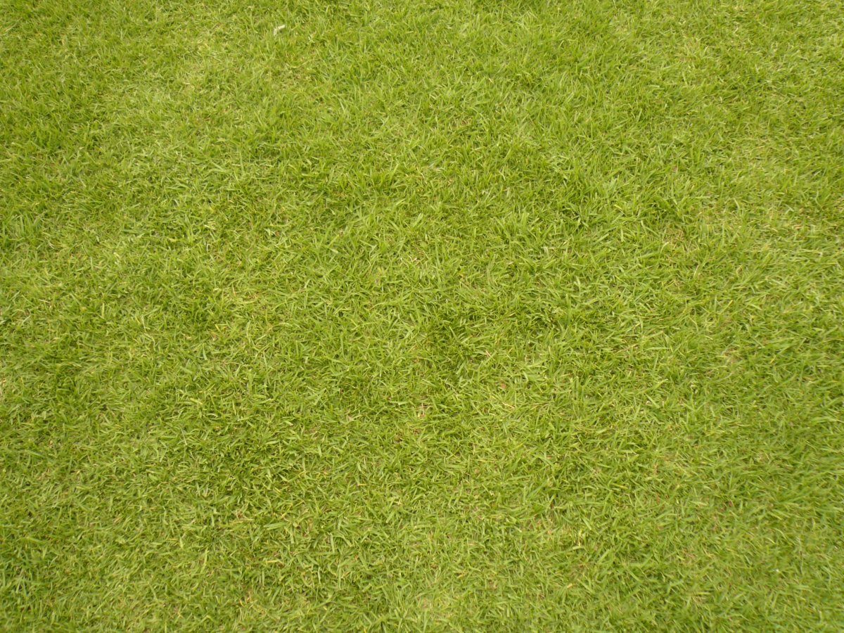 текстура травы гта 5 фото 36