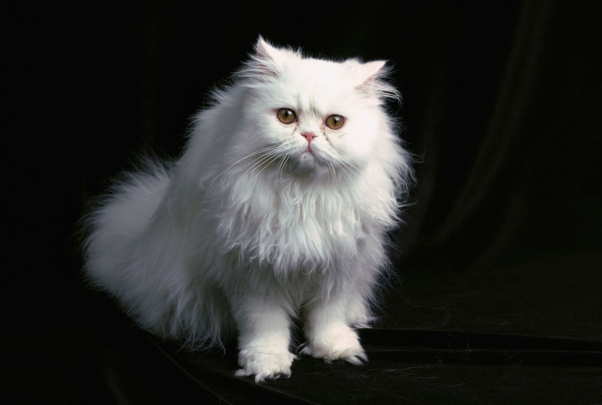 Королевский персидский кот