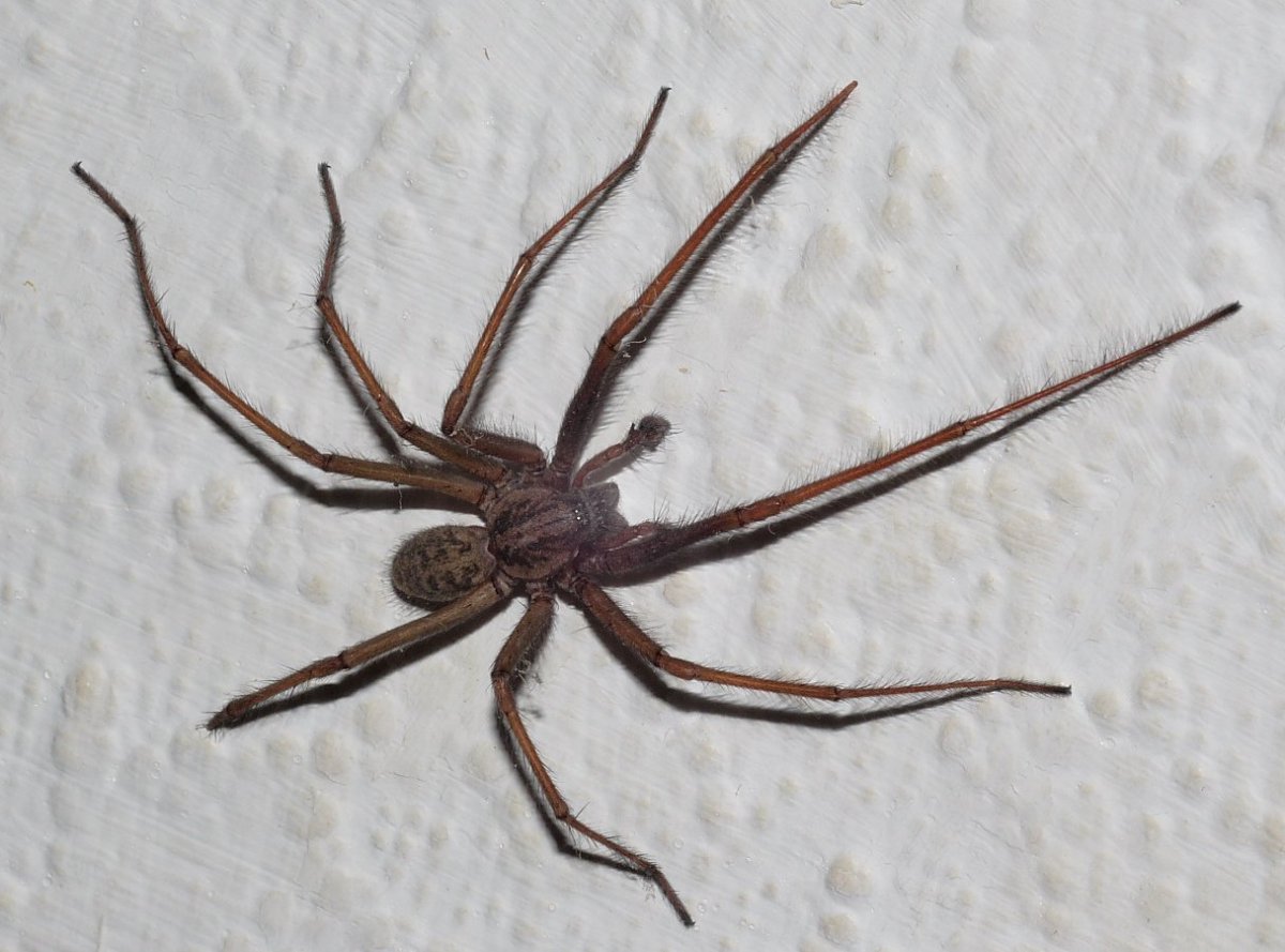 Серый паук с длинными лапами