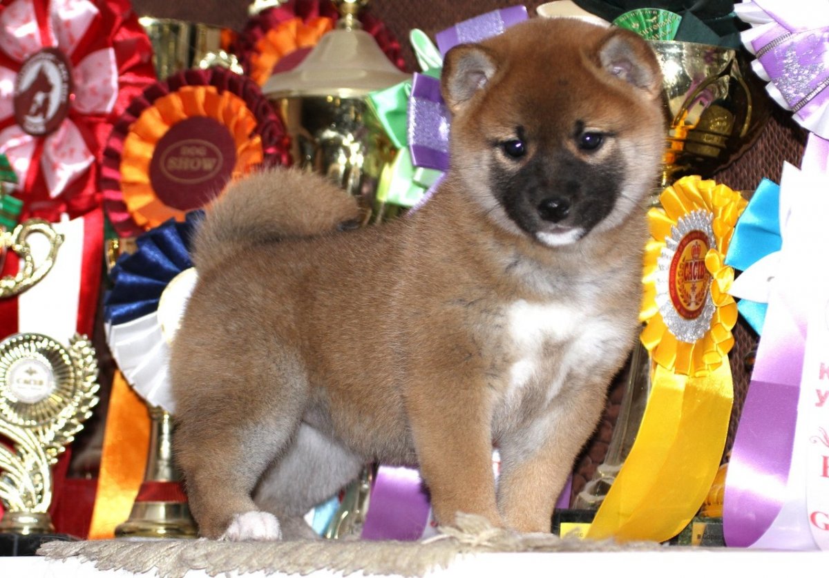 Акита ину и немецкая овчарка метис