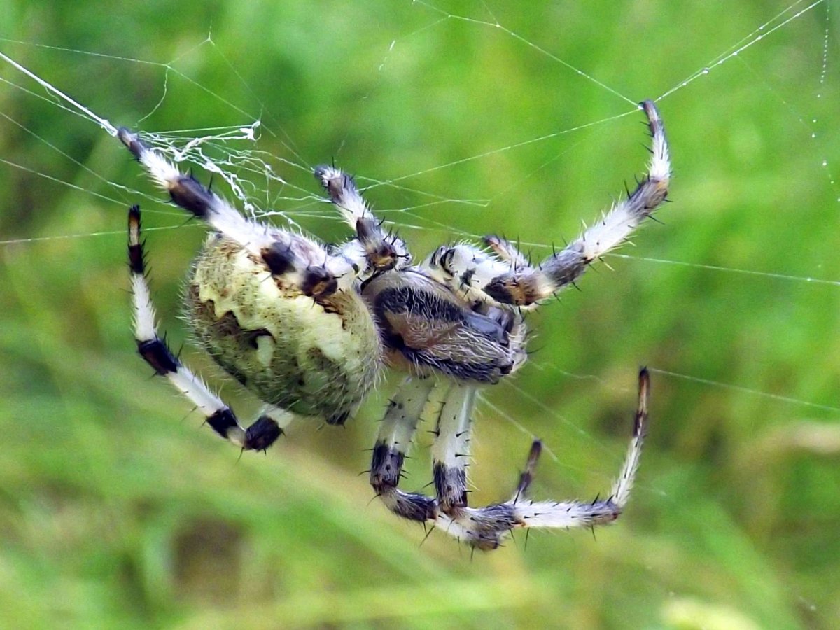 Виноградный паук белый