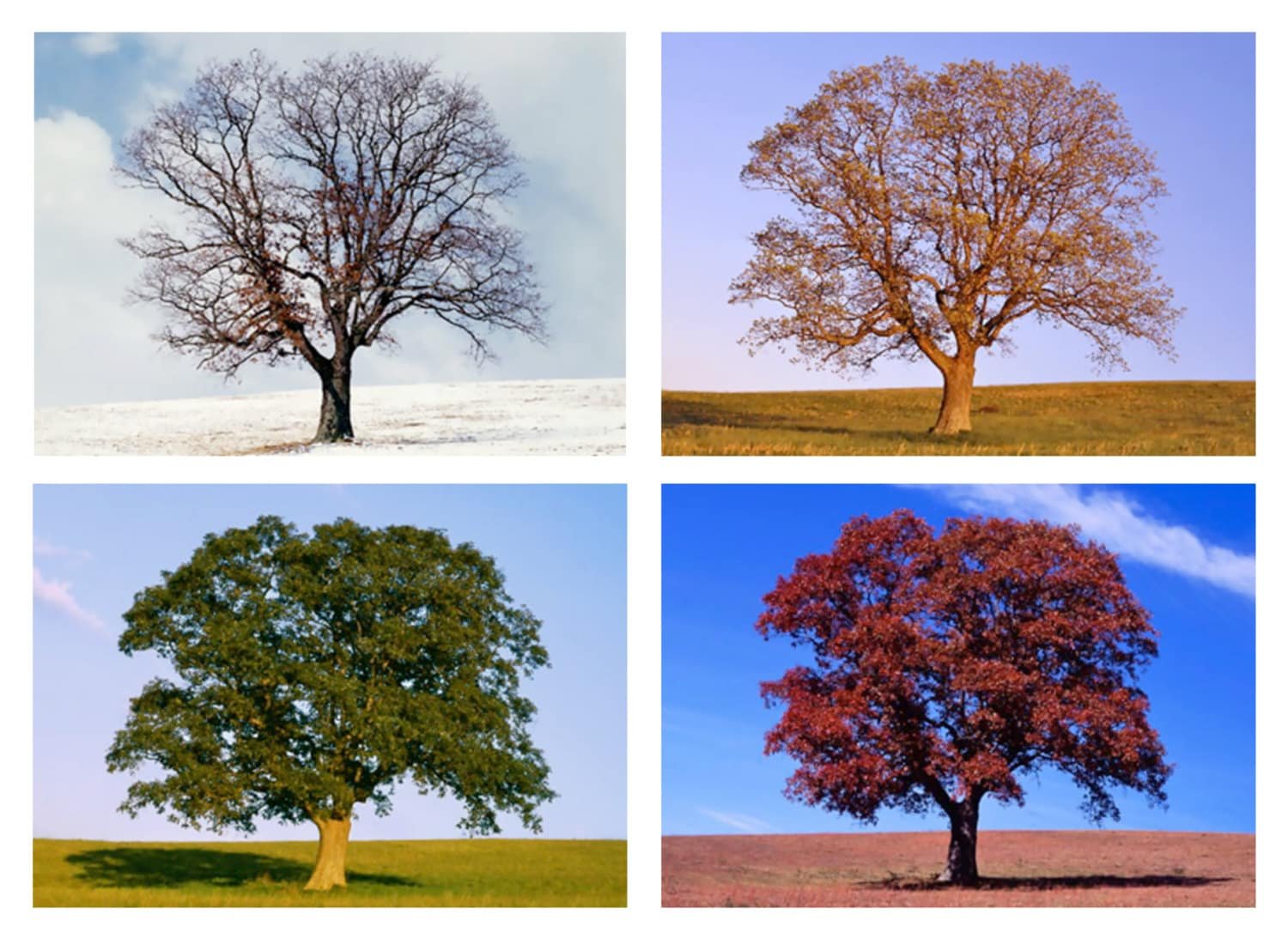 Как отличить деревья. Seasons деревья. Дуб зимой весной летом и осенью.