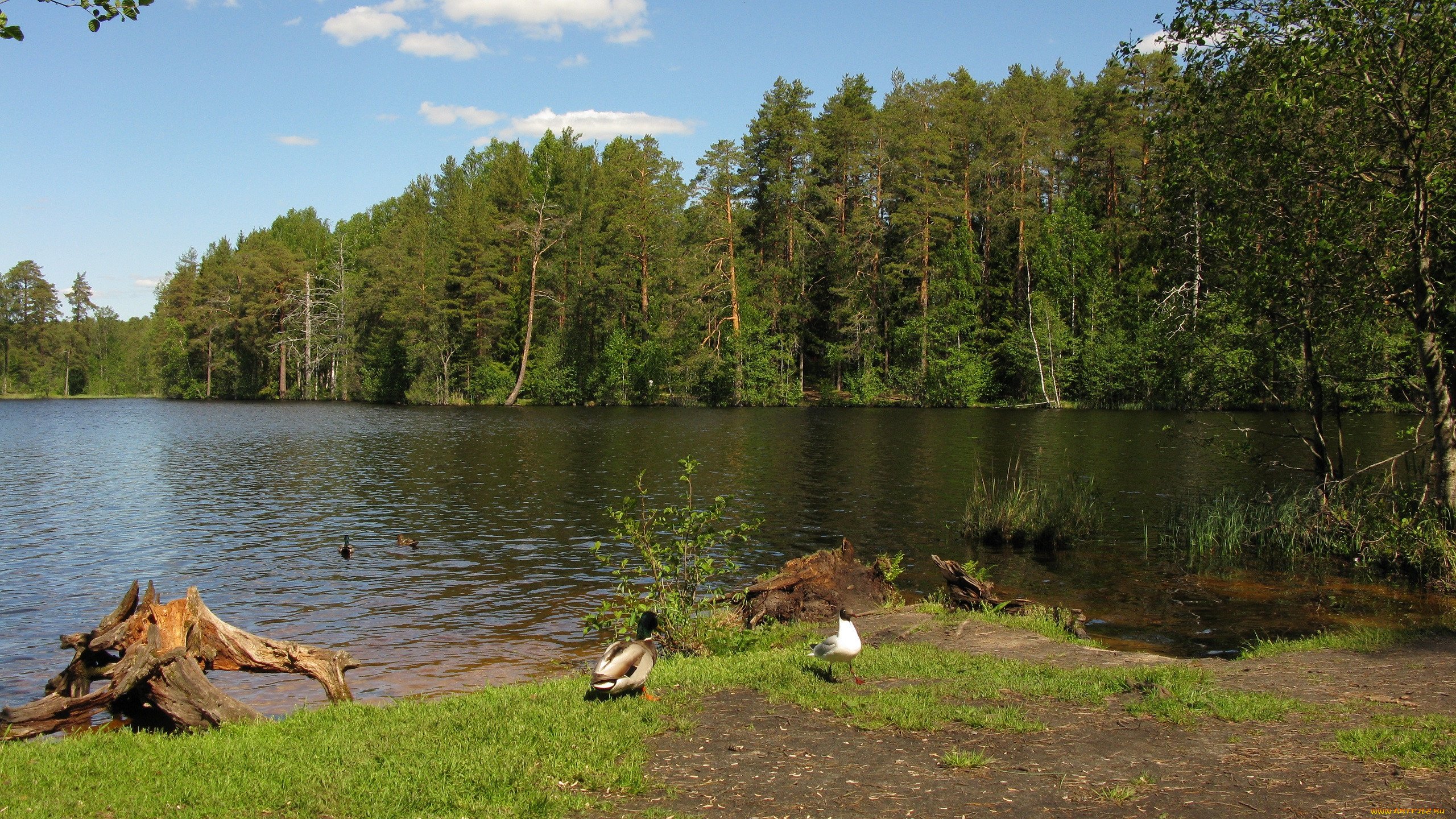 щучье озеро ленинградская область