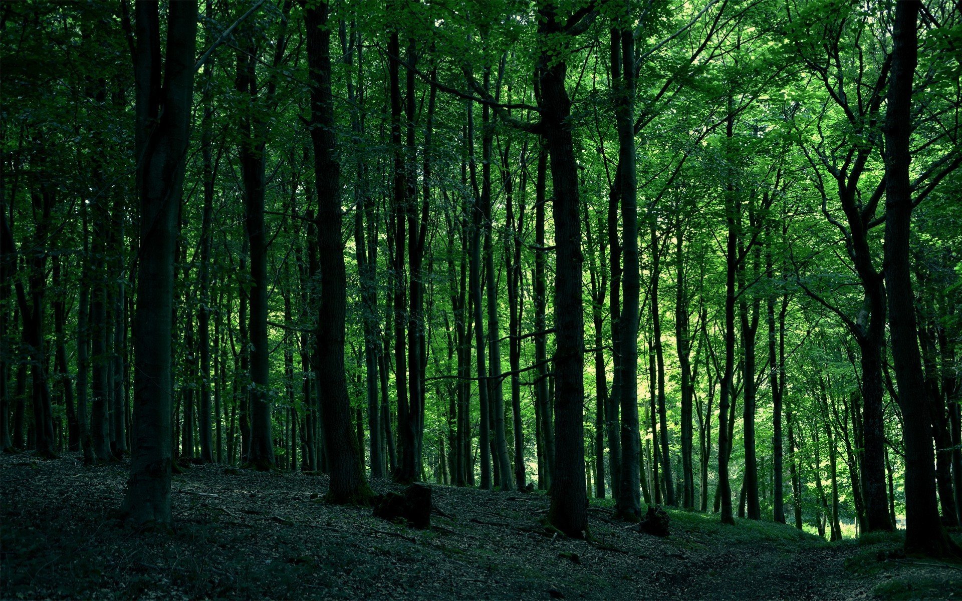 Задний фон лес - 73 фото