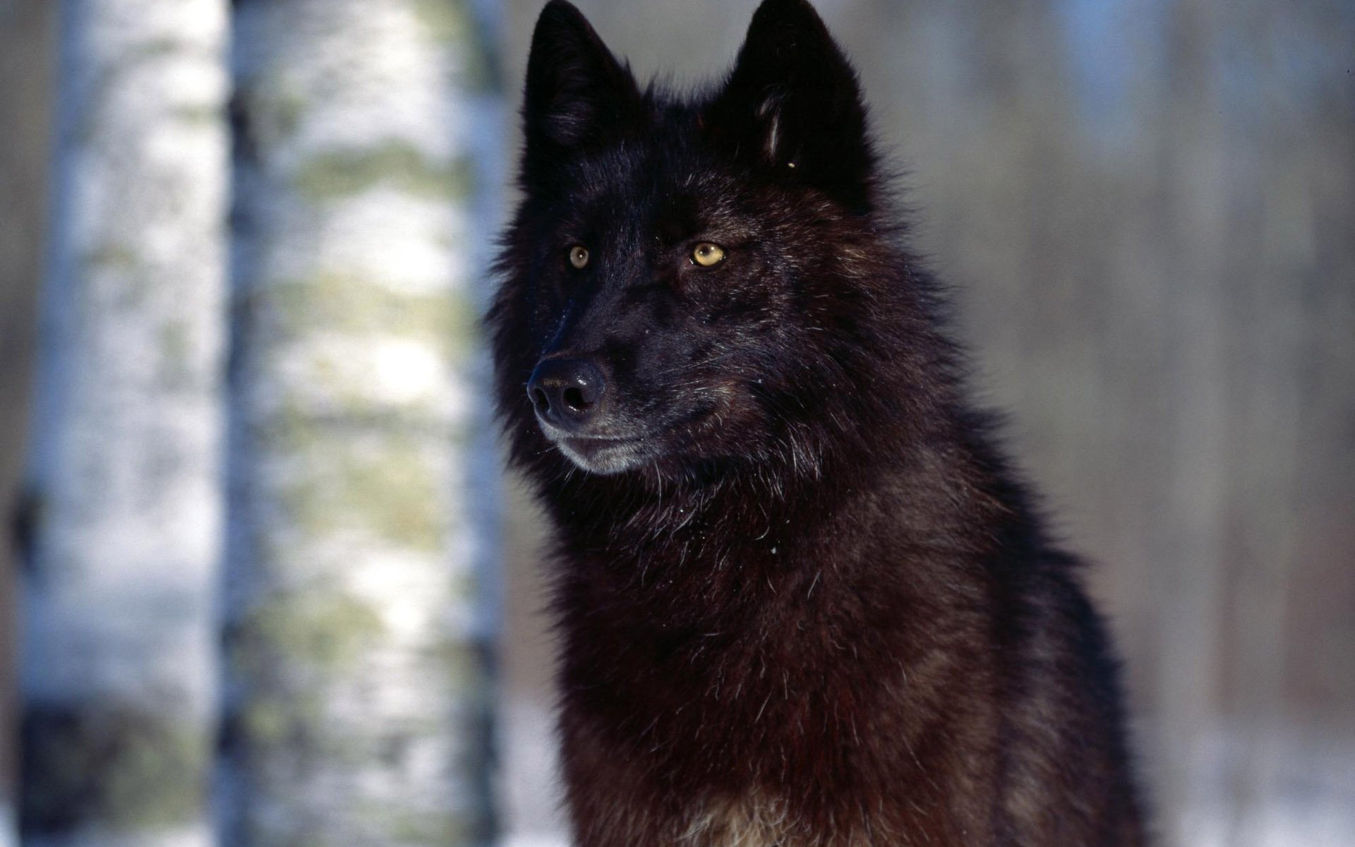 Благородный черный пес. Волкособ канадский черный волк. Волкособ Вульф черный. Канадский вольфхунд. Черный канадский волк Акелла.