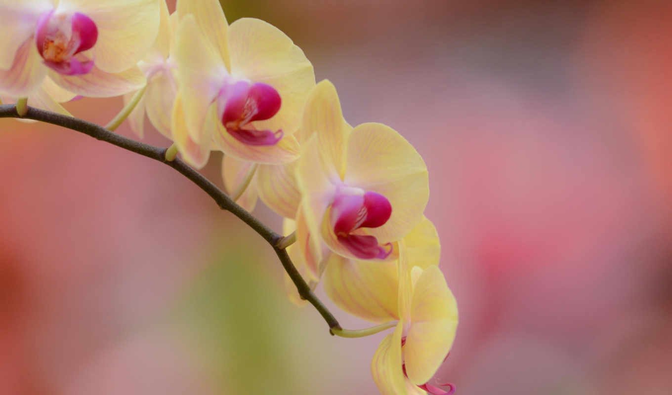 Орхидея Анастасия
