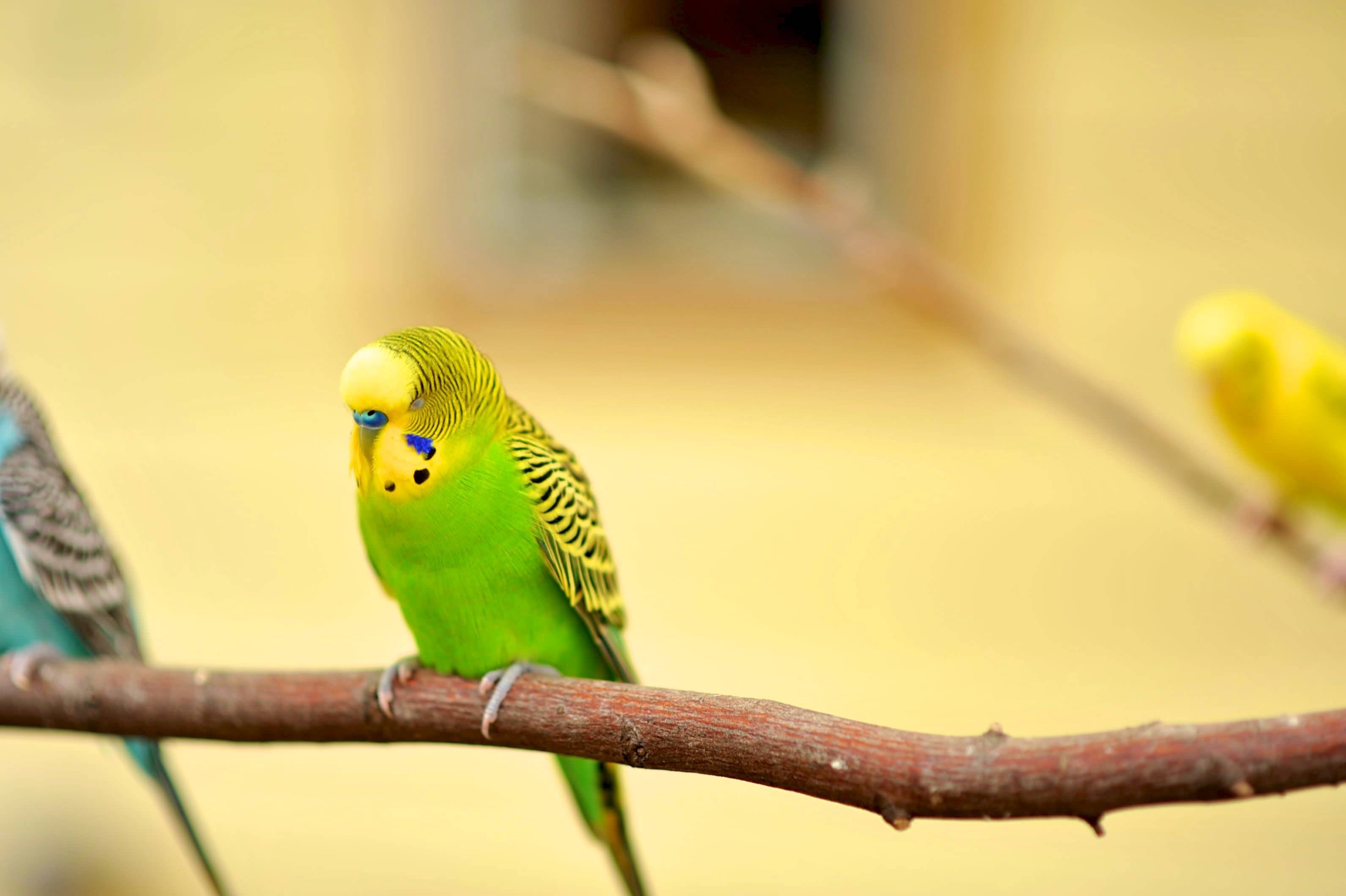 В зоопарке живут 5 видов попугаев каждому. Попугай зеленый волнистик. Попугаи волнистые попугайчики. Канареечный волнистый попугай. Волнистый попугайчик желтый.