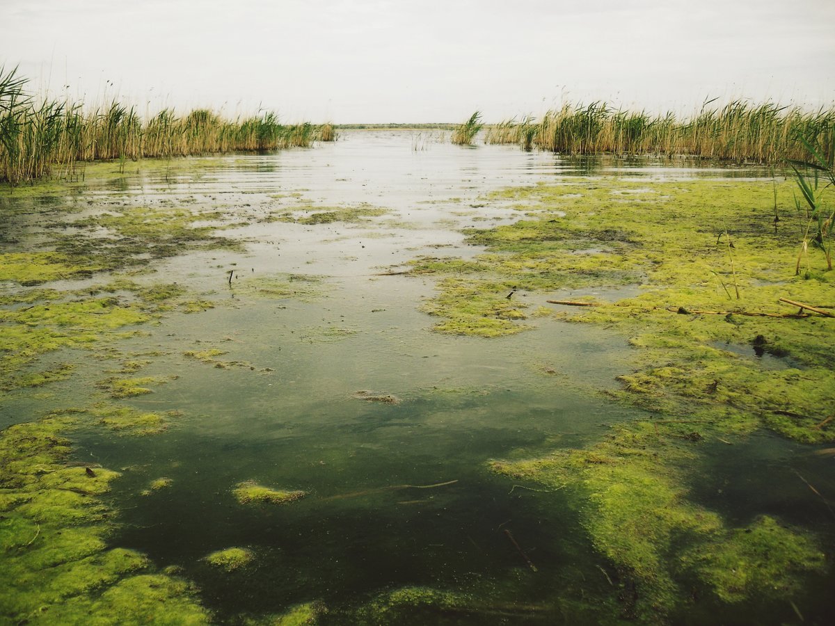 Участка водные поверхности и природный. Синезеленые водоросли Волга. Синезеленые водоросли на Рыбинском водохранилище. Нахимовское озеро синезеленые водоросли. Заболачивание Рыбинского водохранилища.