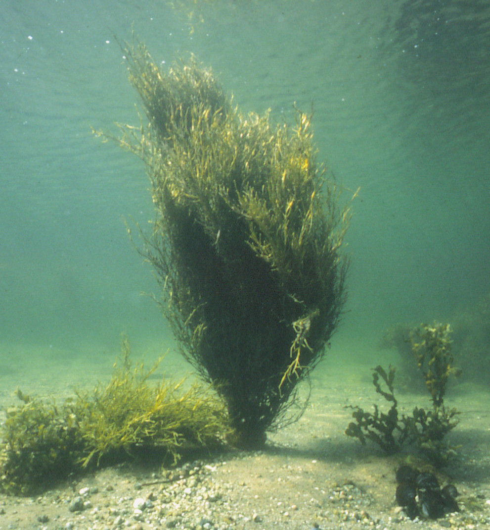 Фукус среда обитания водная. Ламинариум водоросли. Водоросли algae. Подводные растения.