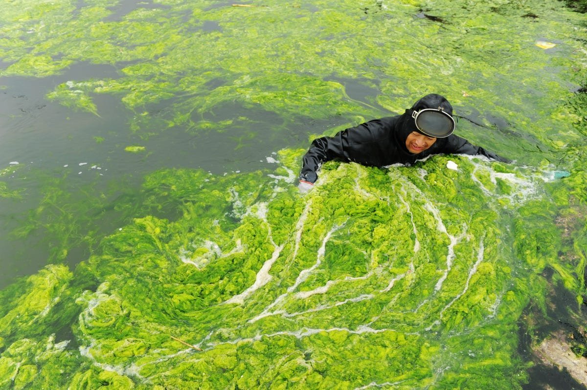 Воздух в водорослях. Опасные водоросли. Огромные водоросли. Человек в водорослях.