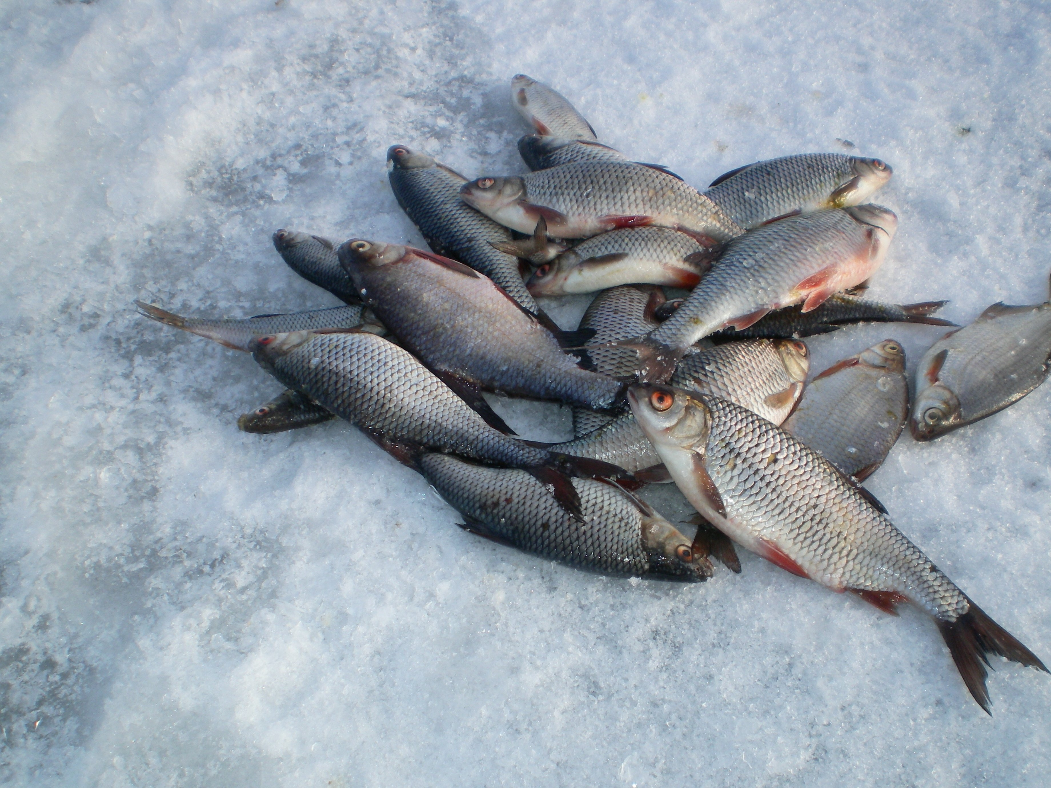 Ладога клев. Зимняя рыбалка на Ладожском озере. Креницы Ладожское озеро. Креницы зимняя рыбалка Ладога. Ладожское озеро зимой рыбалка.