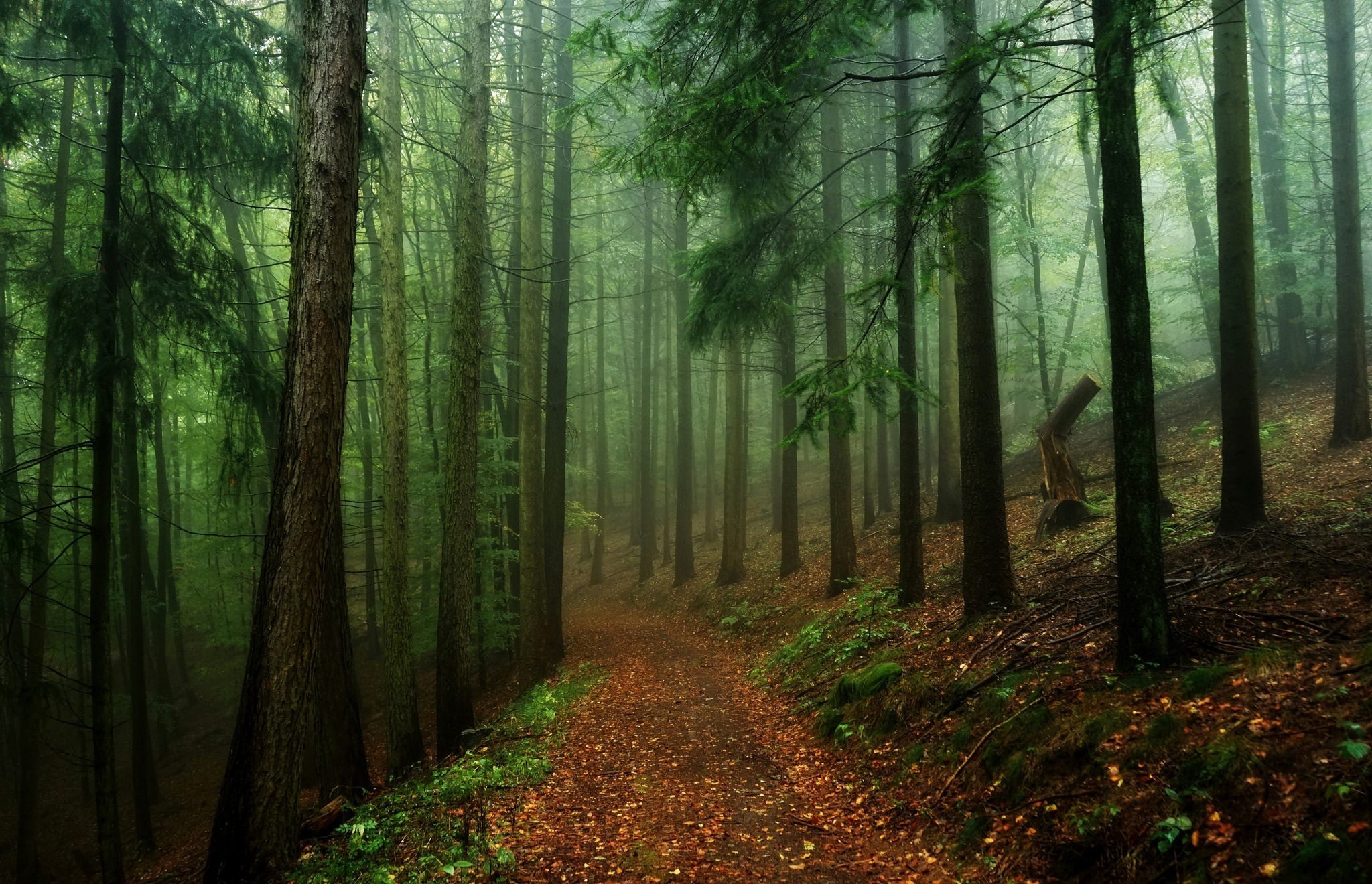 Величавый лес. Природа лес. Красивые леса. Туманный лес. Фон леса.