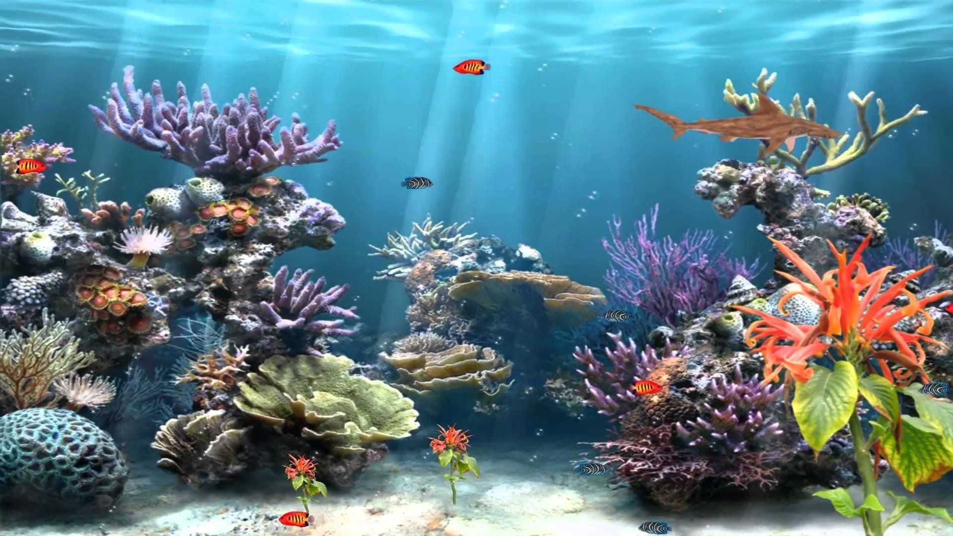 Установить видео живые обои. Калуокахина Зачарованный риф. Красивые подводные пейзажи. Дно океана. Морские подводные пейзажи.