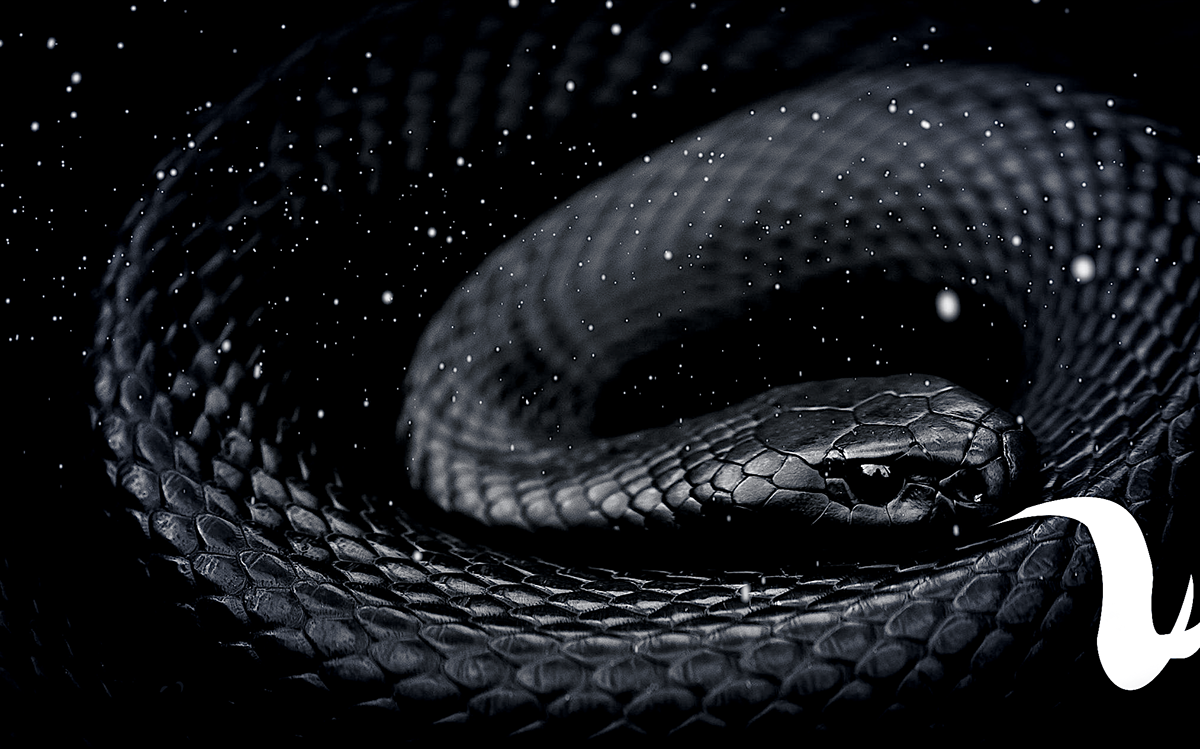Черная змея год. Черная змея. Змея на черном фоне. Змея арт. Черная змея на телефон.