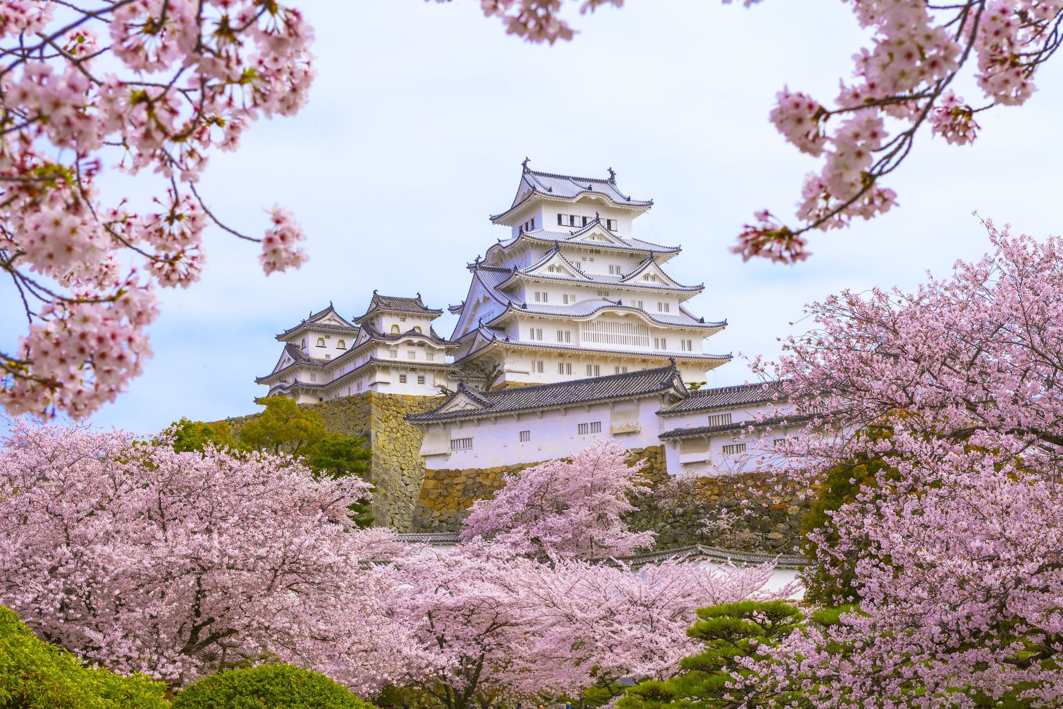 Japan. Замок белой Цапли (Химэдзи), Япония. Замок Химэдзи. Замок белой Цапли Химедзи Сакура. Достопримечательности Японии Химедзи.