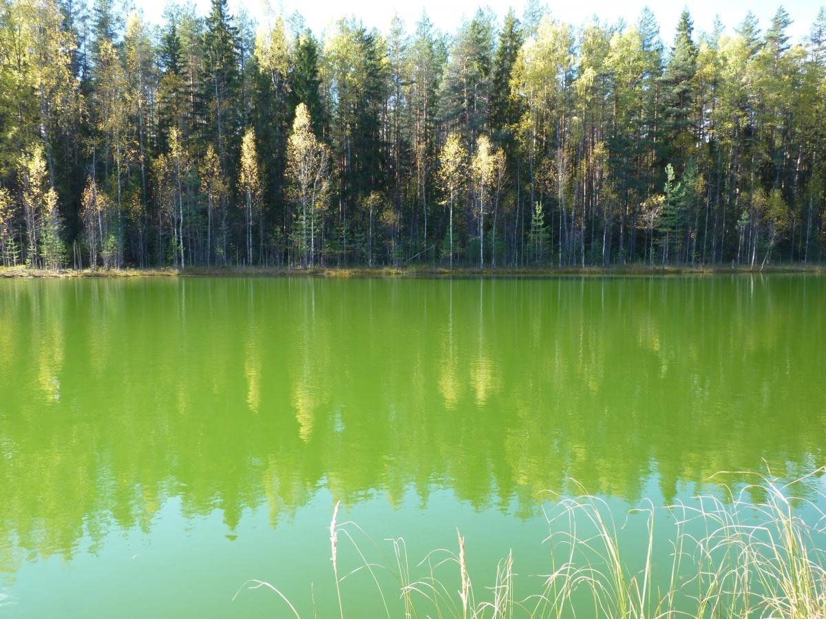Луговых озерах. Оз зеленое Лужский район. Озеро зеленое Лужский. Шалово зеленое озеро. Зеленое озеро Луга Шалово.