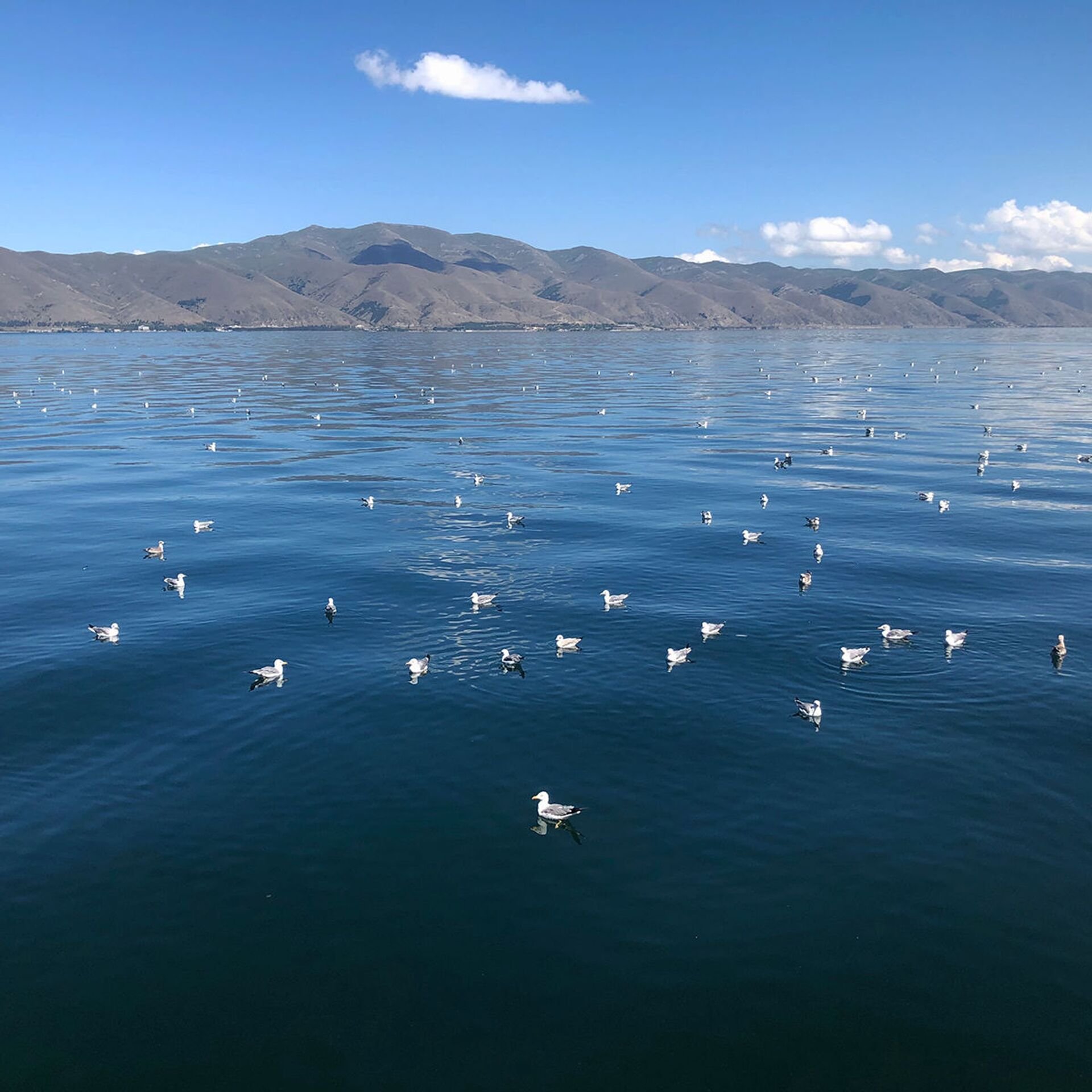 Озеро Севан. Ереван озеро Севан. Чайки в озера Севане. Море Севан в Армении. Температура озера севан