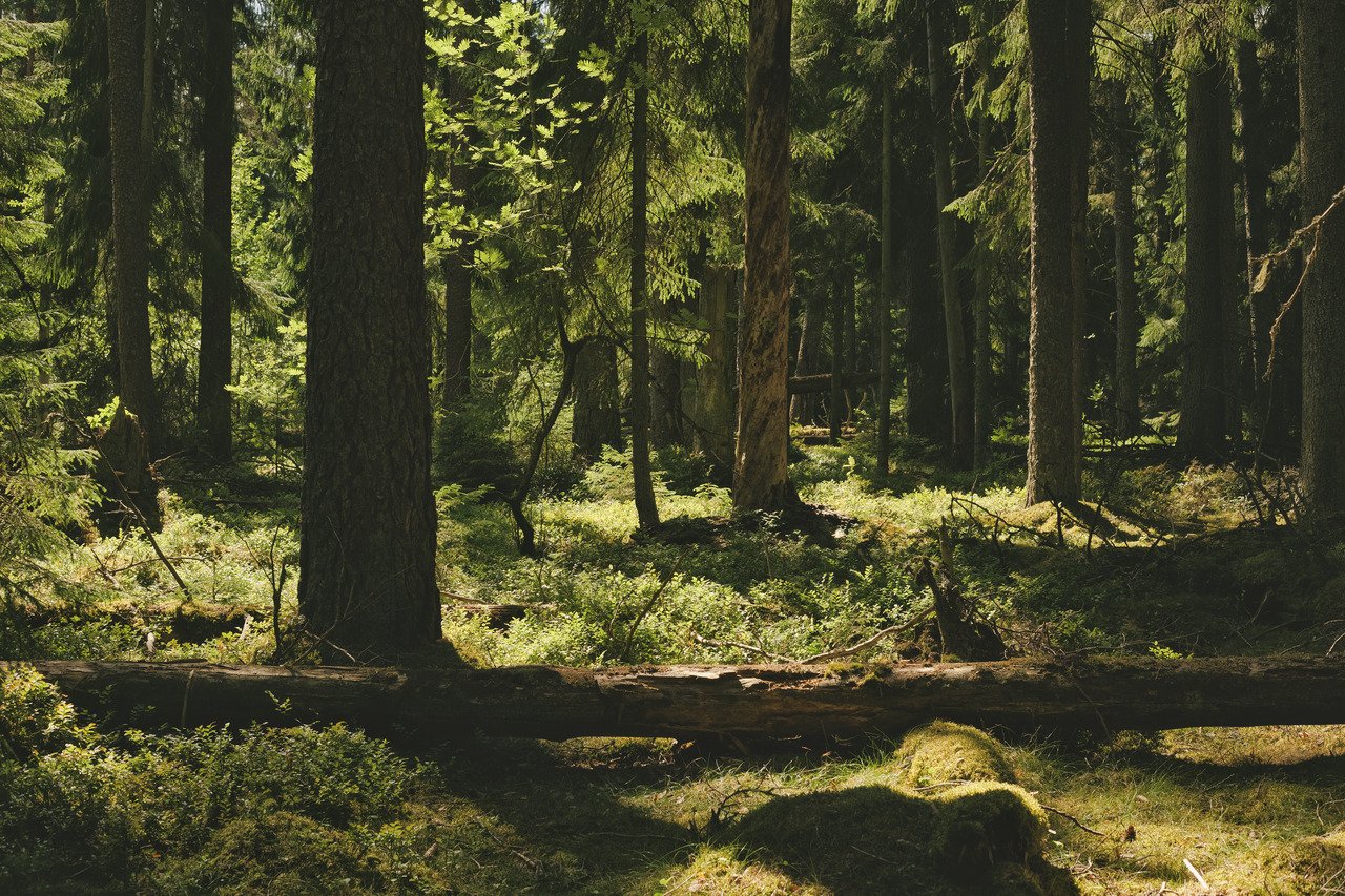 Хвойная тайга 5. Густой лес. Густые леса Украина. Лес из пинтереста. Густой лес фото.