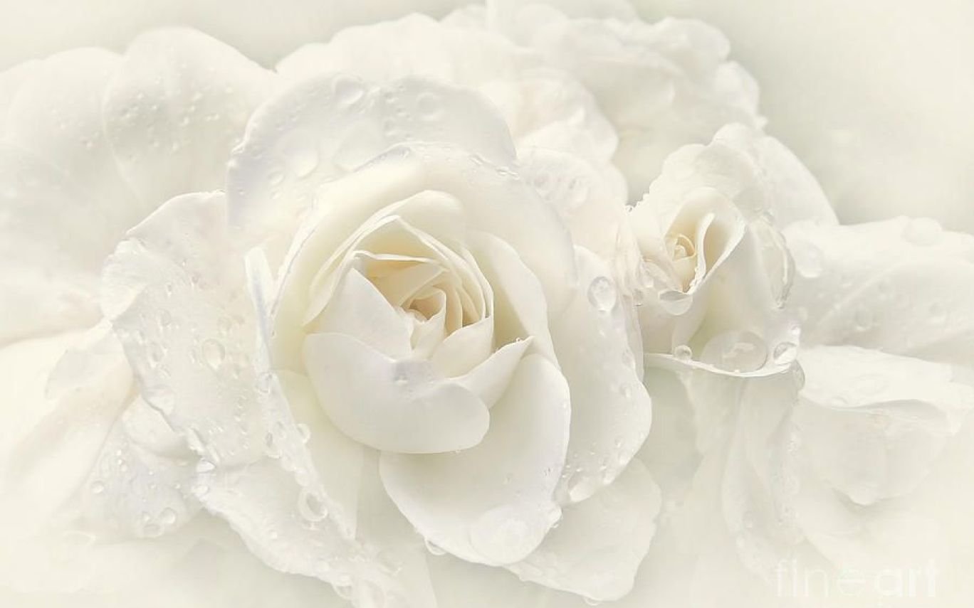 Только показались первые нежно белые головки. Белые цветы. Красивые белые цветы.