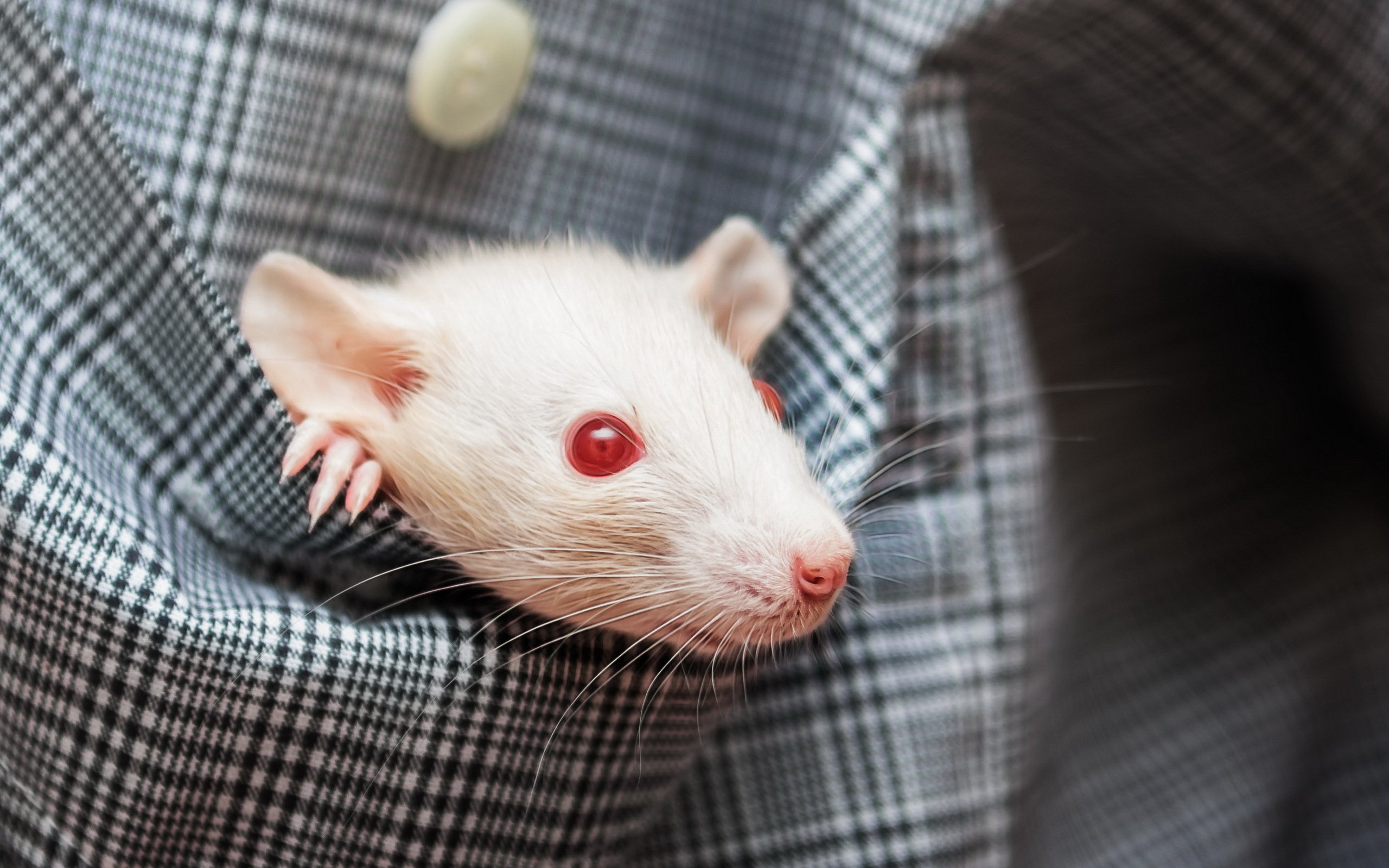 Рабочая мышь. Крыса Дамбо белая с красными глазами. Ангорский хомяк альбинос. Белая крыса альбинос.